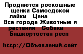 Продаются роскошные щенки Самоедской лайки › Цена ­ 40 000 - Все города Животные и растения » Собаки   . Башкортостан респ.